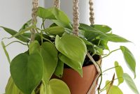 Top Houseplants That Thrive in Low-Light Rooms