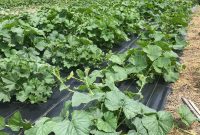 Coastal Maine Gardening Guide: What to Plant in Zone 6a in Mid-July