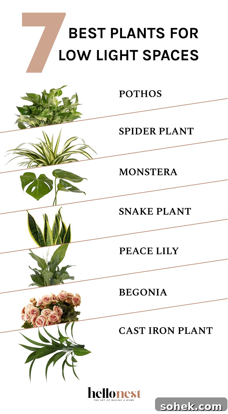 7 Best Plants for Low Light Spaces - HelloNest.co