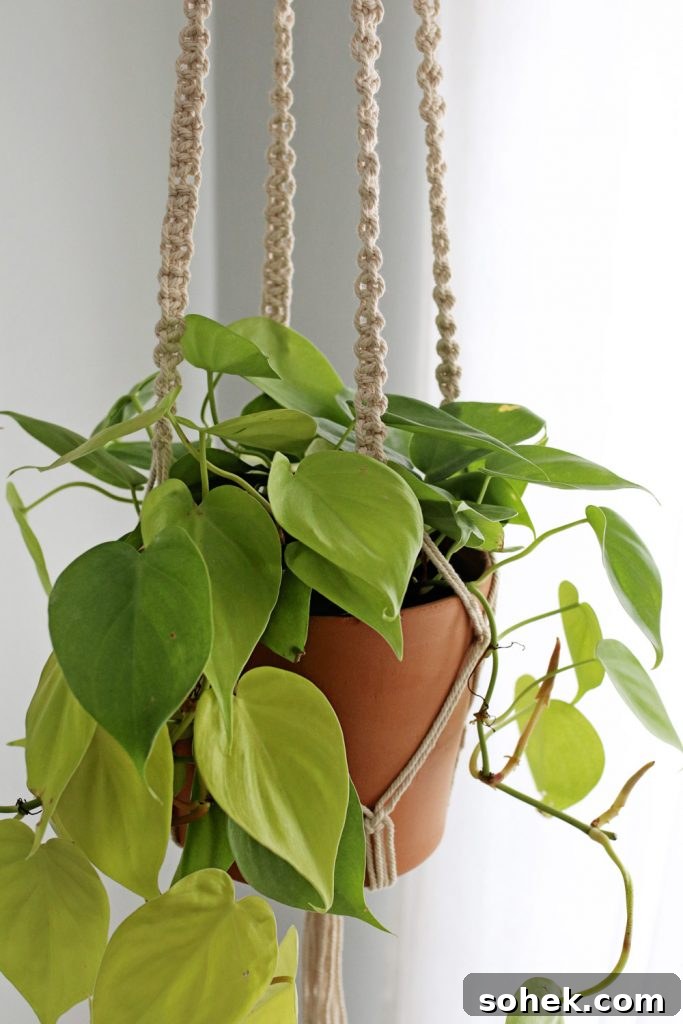 Pothos | The Best Plants for Low Light Spaces