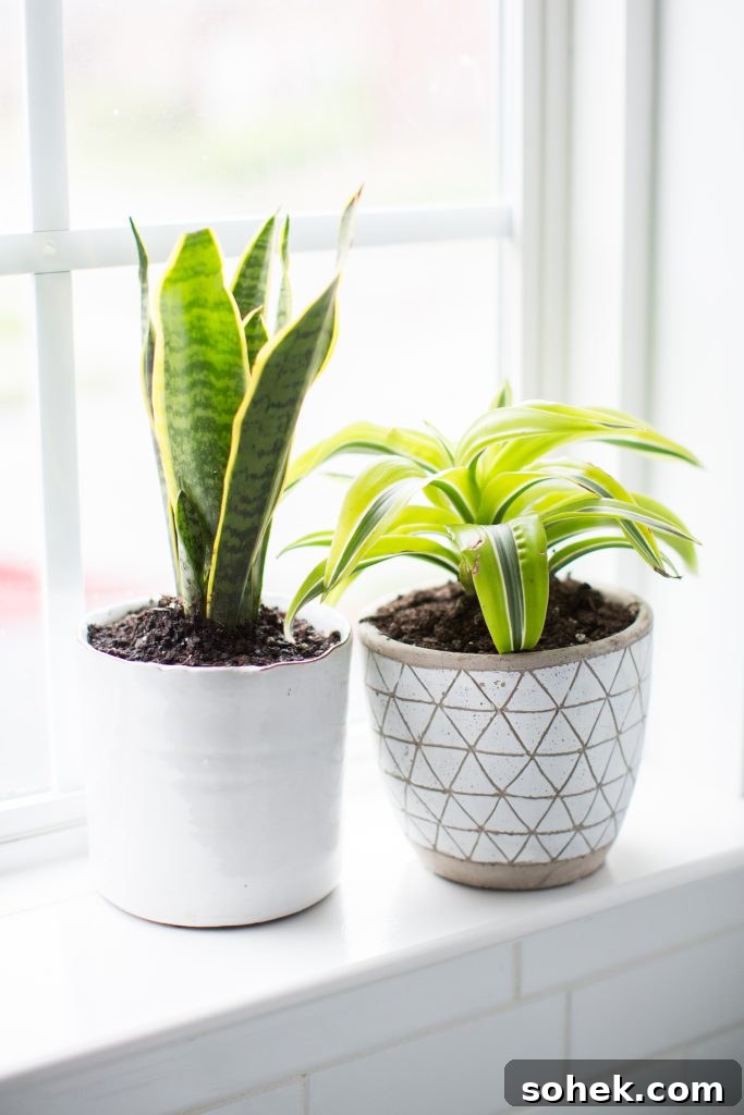 Spider plant | The Best Plants for Low Light Spaces