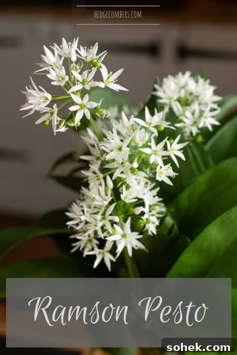 Wild Garlic Pesto: Simple Spring Sauce Recipe for Pasta & Bread 11 wild garlic ramson flowers in a vase