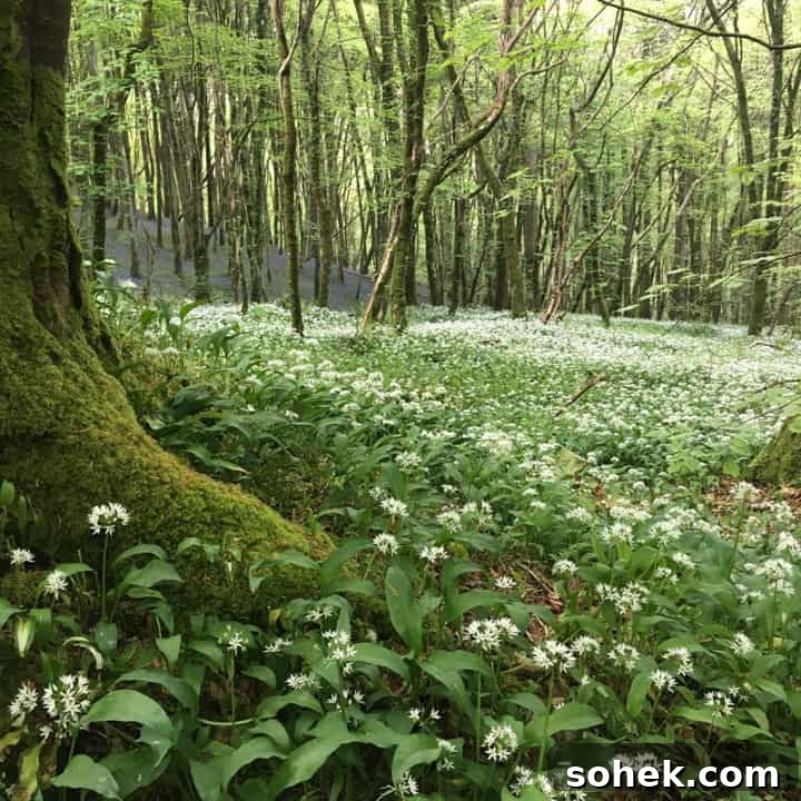 Wild Garlic Pesto: Simple Spring Sauce Recipe for Pasta & Bread 3 English woodland carpeted with wild garlic ramsons and bluebells