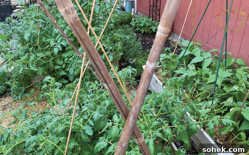 Top Survival Garden Seed Kits to Buy Now 3 Winter gardening example
