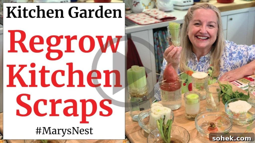 Top Survival Garden Seed Kits to Buy Now 7 Regrowing vegetables from scraps