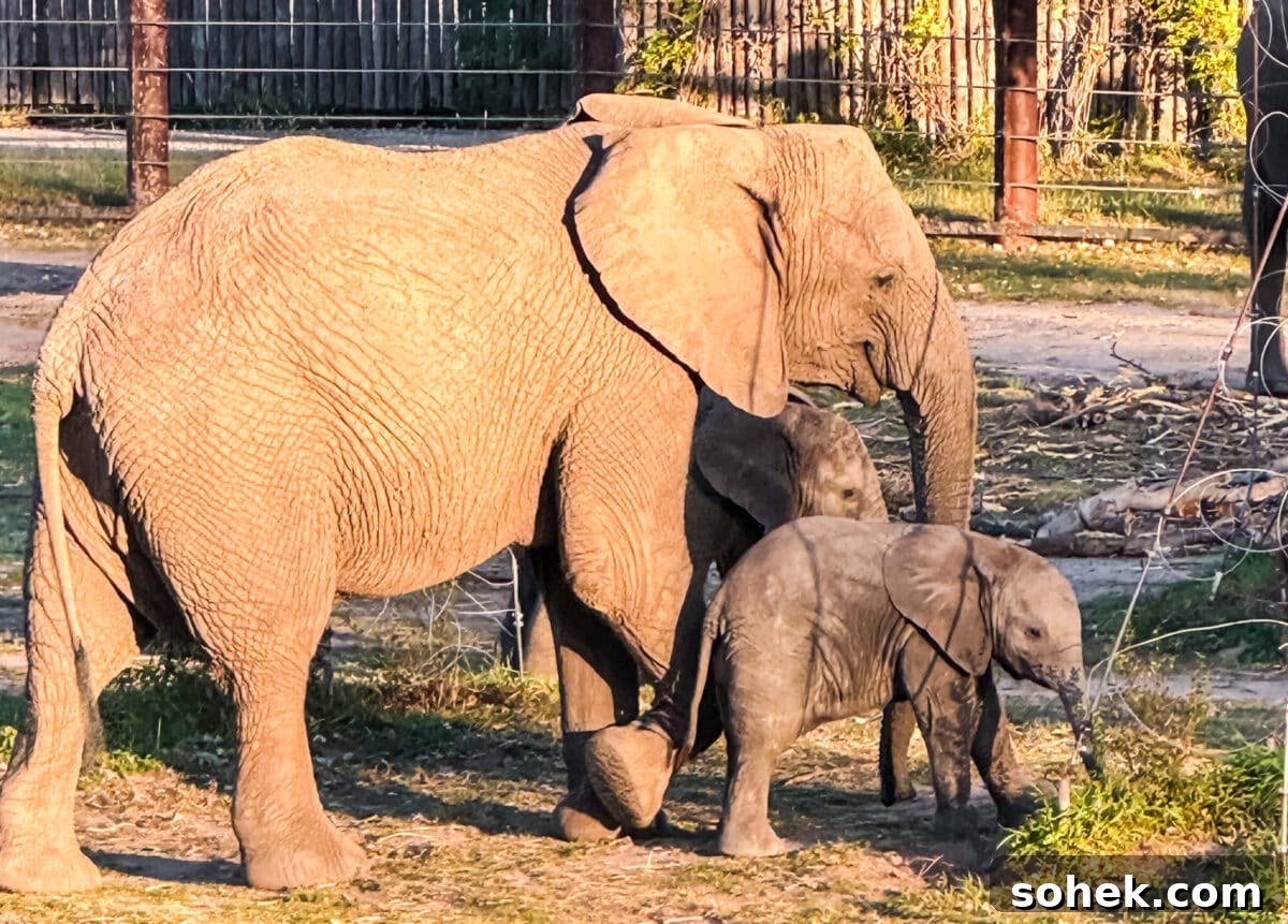Discover Wichita, Kansas: Must-See Sights and Local Gems 5 An adult elephant stands beside two baby elephants on a grassy area, with a fence and sunlight visible in the background.