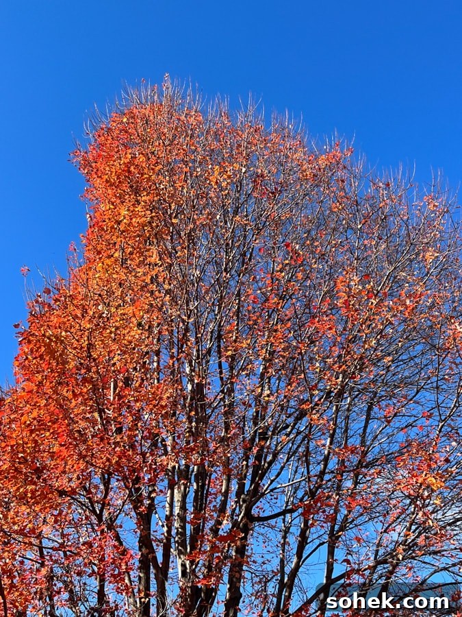 Lately Loving: Favorite Finds and Must-Have Picks This Month 14 bright orange fall leaves